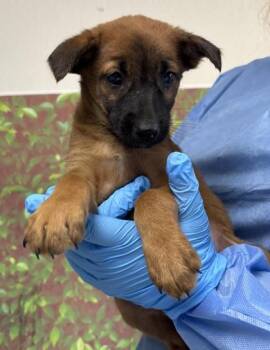 Shepherd and Mixed Breed Dogs Available for Adoption in San Antonio, Texas - Yuma | PetCurious