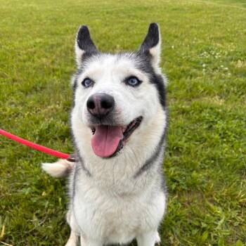 Husky Dogs Available for Adoption in York, Pennsylvania - Nali | PetCurious