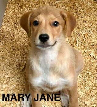 Mary Jane -  Labrador Retriever and Golden Retriever Dog for Adoption in New Baltimore, Michigan - Mary Jane | PetCurious