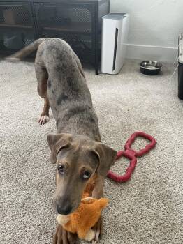 POPPY -  Catahoula Leopard Dog Dog for Adoption in Broomfield, Colorado - POPPY | PetCurious