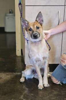 Found stray: Timber -  Cattle Dog and Jack Russell Terrier Dog for Adoption in Rockwall, Texas - Found Stray: Timber | PetCurious