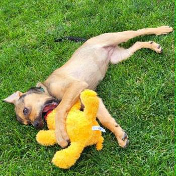 Adele -  Labrador Retriever and Hound Dog for Adoption in Shorewood, Illinois - Adele | PetCurious