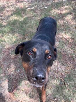 Nessa -  Rottweiler Dog for Adoption in Little Rock, Arkansas - Nessa | PetCurious