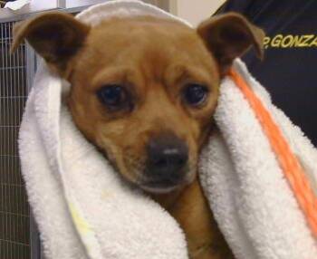 A927612 -  Chihuahua Dog for Adoption in Sacramento, California - A927612 | PetCurious