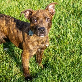 CRINKLE CUT FRY -  Pit Bull Terrier and Mixed Breed Dog for Adoption in St. Louis, Missouri - CRINKLE CUT FRY | PetCurious