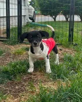 Zephyrhills -  Beagle and Chihuahua Dog Available for Adoption in Dale City, Virginia - Zephyrhills | PetCurious