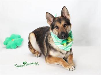 German Shepherd Dog and Mixed Breed Dogs Available for Adoption - NAAN | PetCurious