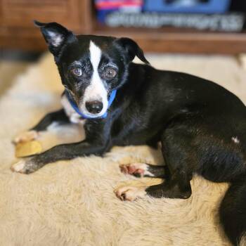 Rescue Border Collie and Chihuahua Dogs for Adoption in Baldwin, Maryland - Double Stuff Oreo | PetCurious