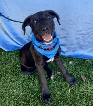 DUKE -  Black Labrador Retriever Dog for Adoption in Rowland Heights, California - DUKE | PetCurious