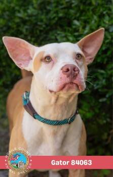 Gator -  Staffordshire Bull Terrier Dog for Adoption in Mobile, Alabama - Gator | PetCurious