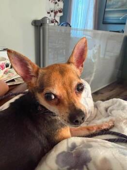 Tobby -  Mixed Breed Dog Available for Adoption in Athens, Ontario - Tobby | PetCurious