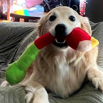 Rocky -  Golden Retriever Dog for Adoption in Georgetown, Kentucky - Rocky | PetCurious