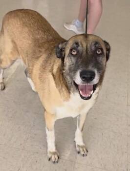 Turkish Kangal and Belgian Shepherd Sheepdog Dogs Available for Adoption in Houston, Texas - ANASTASIA | PetCurious