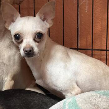 0967-D26 -  Chihuahua Dog for Adoption in Port Charlotte, Florida - 0967-D26 | PetCurious