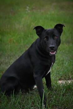 Gus -  Labrador Retriever and Mixed Breed Dog for Adoption in Lagrange, Indiana - Gus | PetCurious