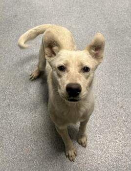 Australian Cattle Dog Blue Heeler Dogs Available for Adoption in St. Joseph, Michigan - Callie | PetCurious