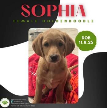 Goldendoodle Dogs Available for Adoption - Sophia | PetCurious