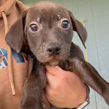 Labrador Retriever Dogs Available for Adoption in Tulsa, Oklahoma - Caterpie | PetCurious
