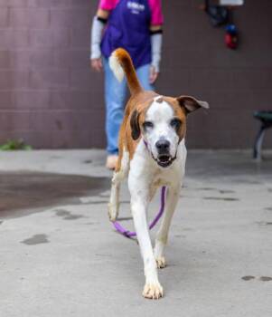Blarney -  Mixed Breed Dog for Adoption in Chamblee, Georgia - Blarney | PetCurious