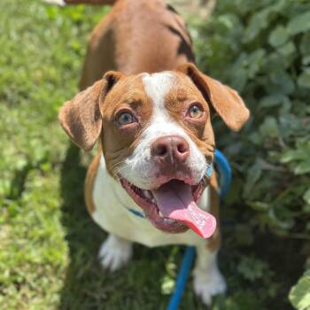 Bluey -  Beagle and American Bully Dog for Adoption in Myerstown, Pennsylvania - Bluey | PetCurious