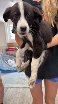 Mater -  Great Pyrenees and Pit Bull Terrier Dog for Adoption in Calgary, Alberta - Mater | PetCurious