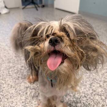 Preston -  Mixed Breed Dog for Adoption in Nashville, Tennessee - Preston | PetCurious