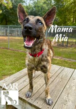 Rescue Belgian Shepherd Malinois Dogs for Adoption in Magnolia, Texas - Mama Mia | PetCurious