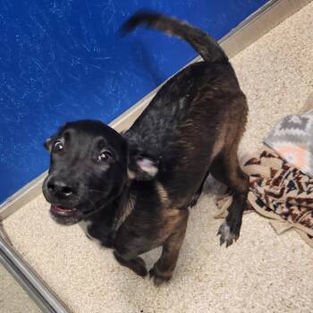 Sage -  German Shepherd Dog and Mixed Breed Dog for Adoption in Reno, Nevada - Sage | PetCurious