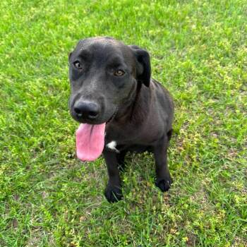 Adley -  Labrador Retriever Dog for Adoption in Chatham, New Jersey - Adley | PetCurious