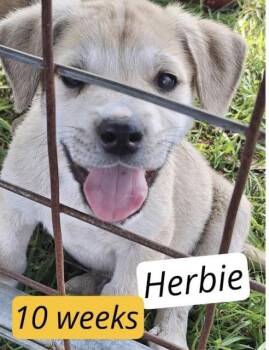 Labrador Retriever Dogs Available for Adoption in Colorado Springs, Colorado - Herbie | PetCurious