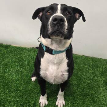 Sausage -  Pit Bull Terrier and Mixed Breed Dog for Adoption in Columbia, Missouri - Sausage | PetCurious
