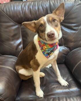 Amber -  Australian Shepherd Dog for Adoption - Amber | PetCurious