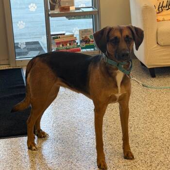Ruby -  Hound and Mixed Breed Dog for Adoption in Madisonville, Tennessee - Ruby | PetCurious