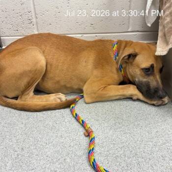 DO-SI-DOS -  Black Mouth Cur Dog for Adoption in Ocala, Florida - DO-SI-DOS | PetCurious