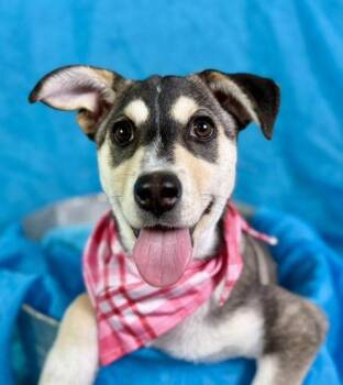 Rescue Husky and Shepherd Dogs for Adoption in Hondo, Texas - Lani -No Mama. No Home. Just A Junkyard And A Worker Who Said, " | PetCurious