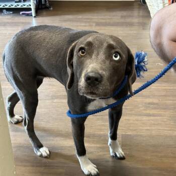 Mixed Breed Dogs Available for Adoption in League City, Texas - Galleta | PetCurious