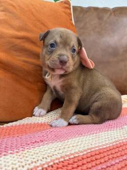 Pit Bull Terrier and Staffordshire Bull Terrier Dogs Available for Adoption in Friendswood, Texas - Peaches Rainbow | PetCurious