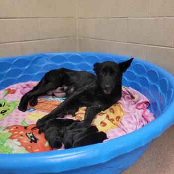 Rescue Shepherd and Mixed Breed Dogs for Adoption in Corpus Christi, Texas - Barbie | PetCurious