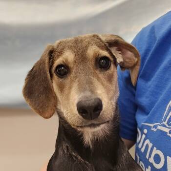 Rescue Labrador Retriever and Hound Dogs for Adoption in Chatham, Virginia - Elise | PetCurious