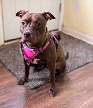 Mixed Breed Dogs Available for Adoption - Sasha | PetCurious