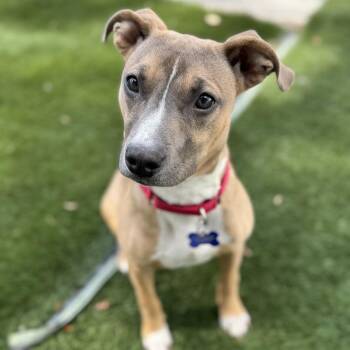Mixed Breed Dogs Available for Adoption in Pinellas Park, Florida - Brixie (Bryce) | PetCurious