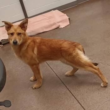 Golden -  Mixed Breed Dog Available for Adoption in Chattanooga, Tennessee - Golden | PetCurious