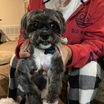 Rescue Shih Tzu Dogs for Adoption in Los Angeles, California - Shiloh- Foster Or Adoptable | PetCurious