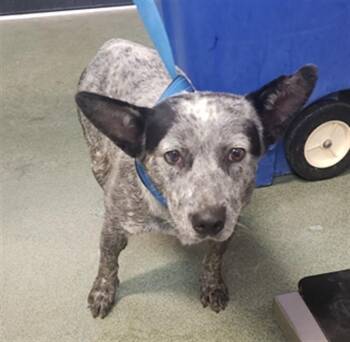 A176624 -  Mixed Breed Dog for Adoption in Santa Fe, New Mexico - A176624 | PetCurious