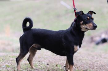 Jack Russell Terrier Dogs Available for Adoption - Tyler | PetCurious