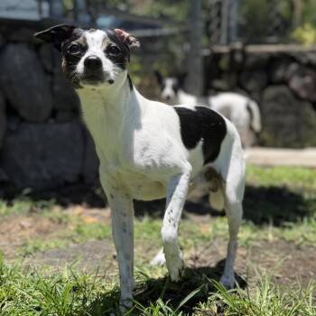 Studs -  Rat Terrier and Jack Russell Terrier Dog for Adoption in Keaau, Hawaii - Studs | PetCurious