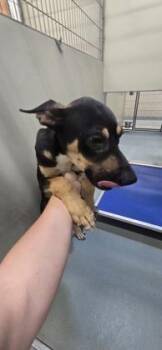 Draco -  Mixed Breed Dog for Adoption in New Orleans, Louisiana - Draco | PetCurious