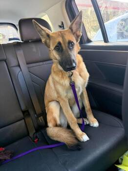 Maggie -  German Shepherd Dog Dog for Adoption in Dallas, Texas - Maggie | PetCurious
