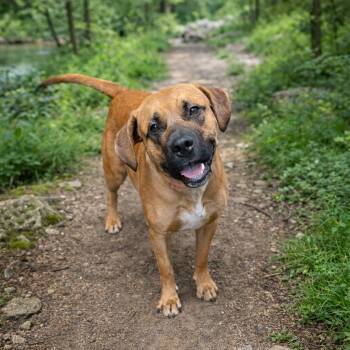 Mastiff Dogs Available for Adoption in Springfield, Missouri - Crimson | PetCurious