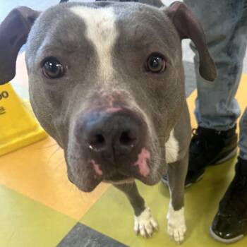 Pit Bull Terrier Dogs Available for Adoption in Philadelphia, Pennsylvania - Ash | PetCurious